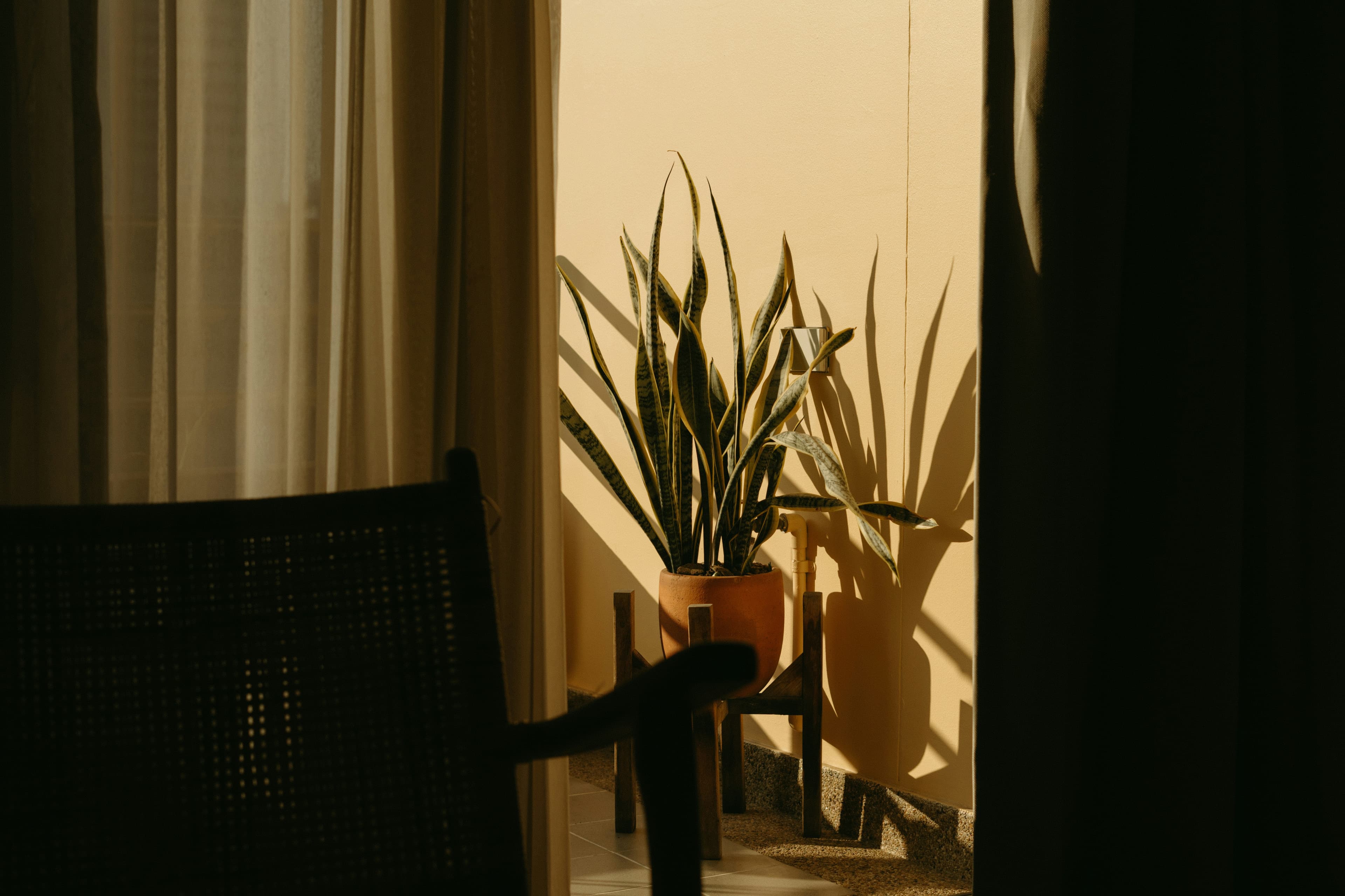 A snake plant in a pot is placed near a sunlit wall, partially framed by a curtain and a chair in shadow.
